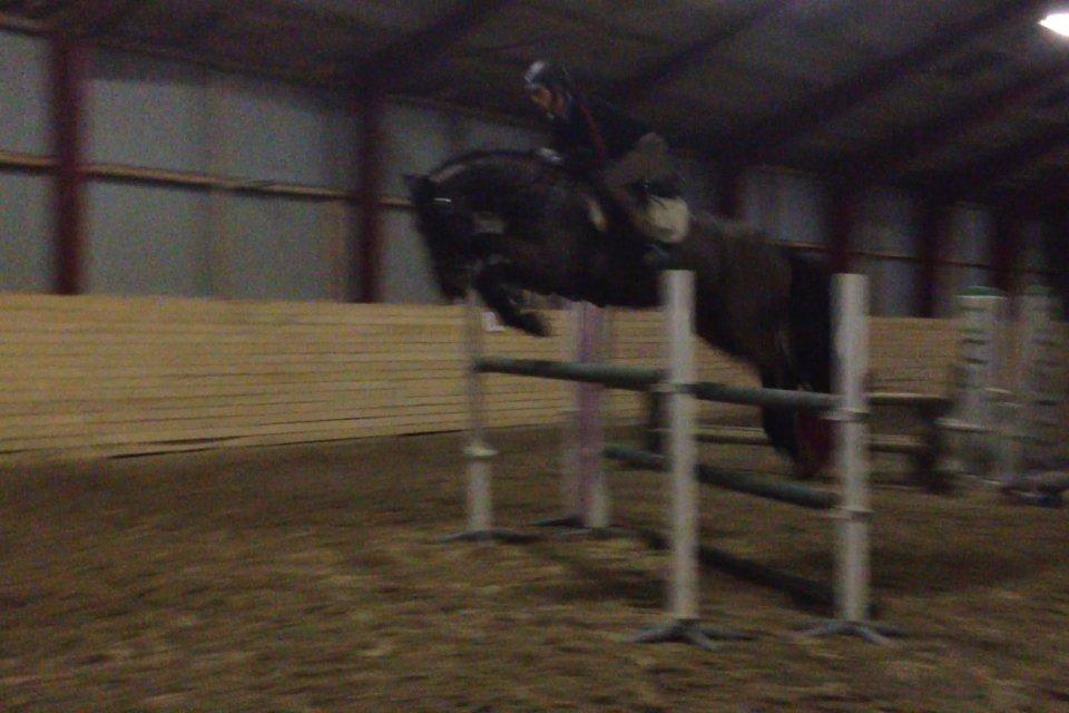 Dansk Varmblod Cawin Imhoff billede 2