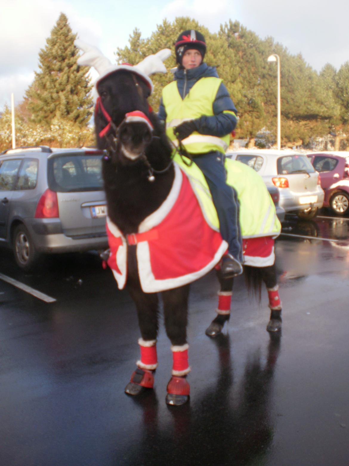 Islænder Glæsir Fra Tvis R.I.P :'(  - Så ankom vi til juletræs tænding :) billede 11