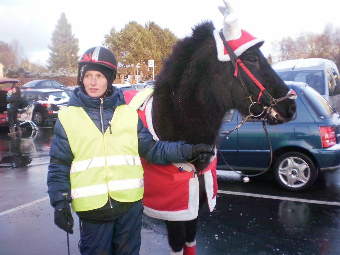 Islænder Glæsir Fra Tvis R.I.P :'(  - En fin lille julehest :) billede 12