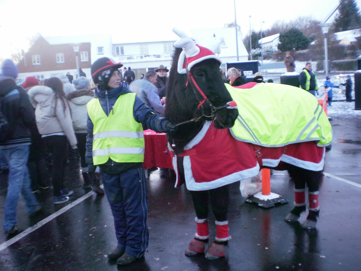 Islænder Glæsir Fra Tvis R.I.P :'(  - Så fik han også prøvet og være julehest :P billede 13