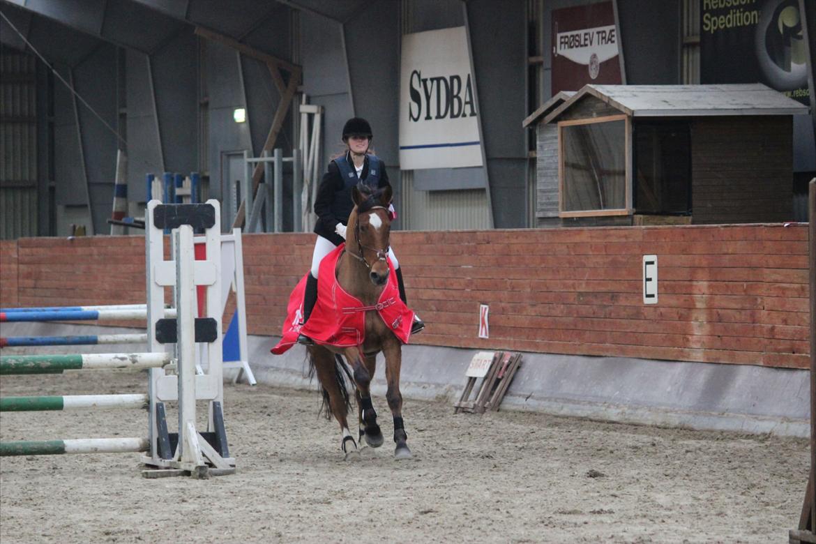 Hollandsk Varmblod Beauty LA Elsmös - d. 1 december 2012! VINDER BEGGE KLASSER MOD 10/11 andre deltagere :D!! stjerne <3 I Gråsten billede 15