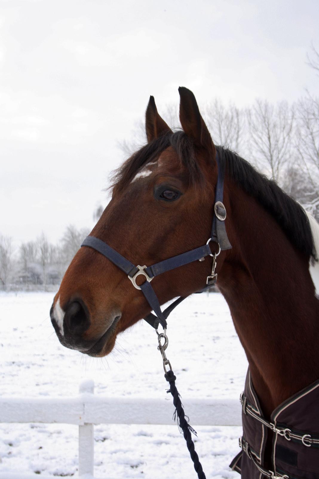 Anden særlig race Hoelgaards Yacardi Tess billede 1