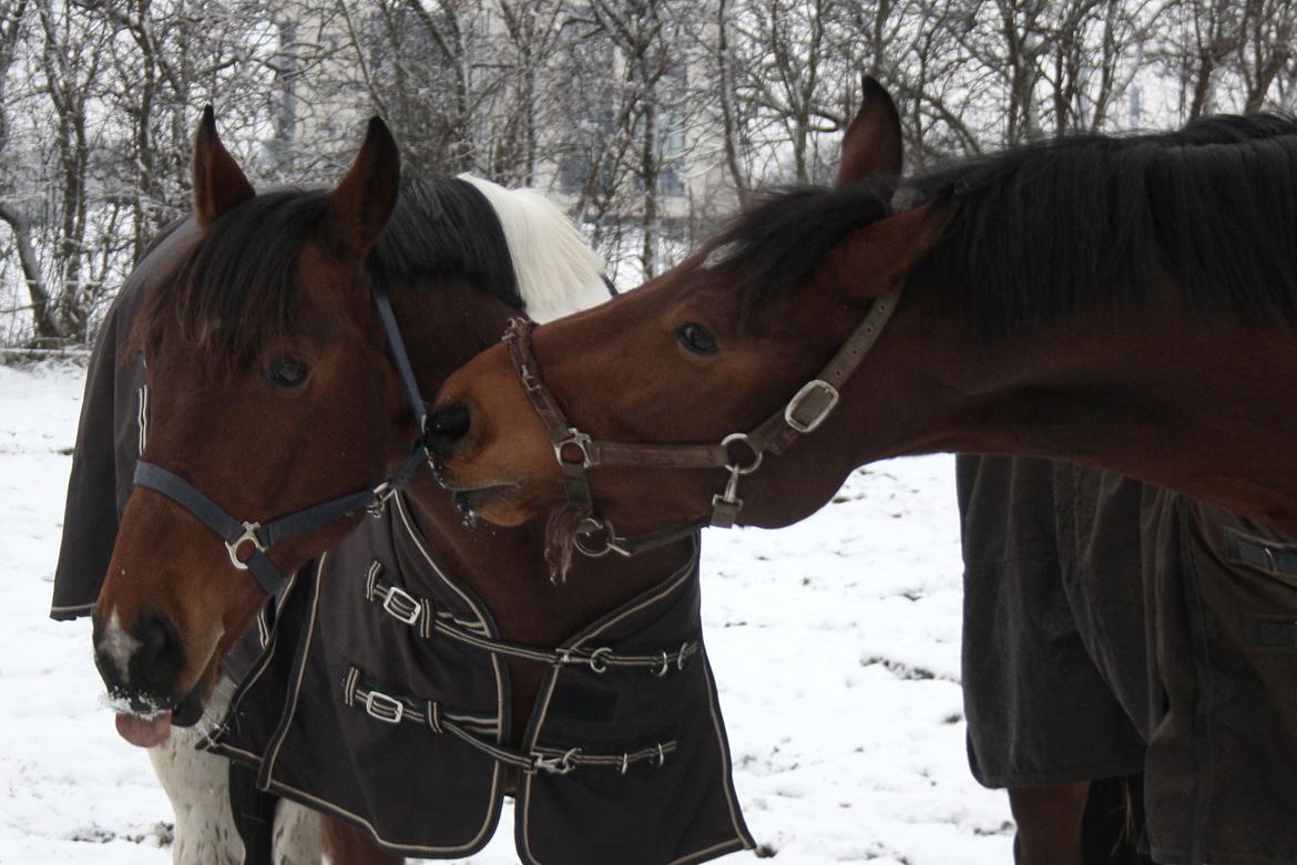 Anden særlig race Hoelgaards Yacardi Tess - D. 03-12-12 Fabi mener Yacardi ska lege med ham billede 7