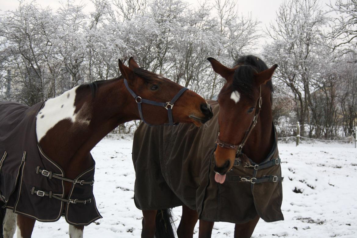 Anden særlig race Hoelgaards Yacardi Tess - D. 03-12-12 Elsker det billede! billede 13