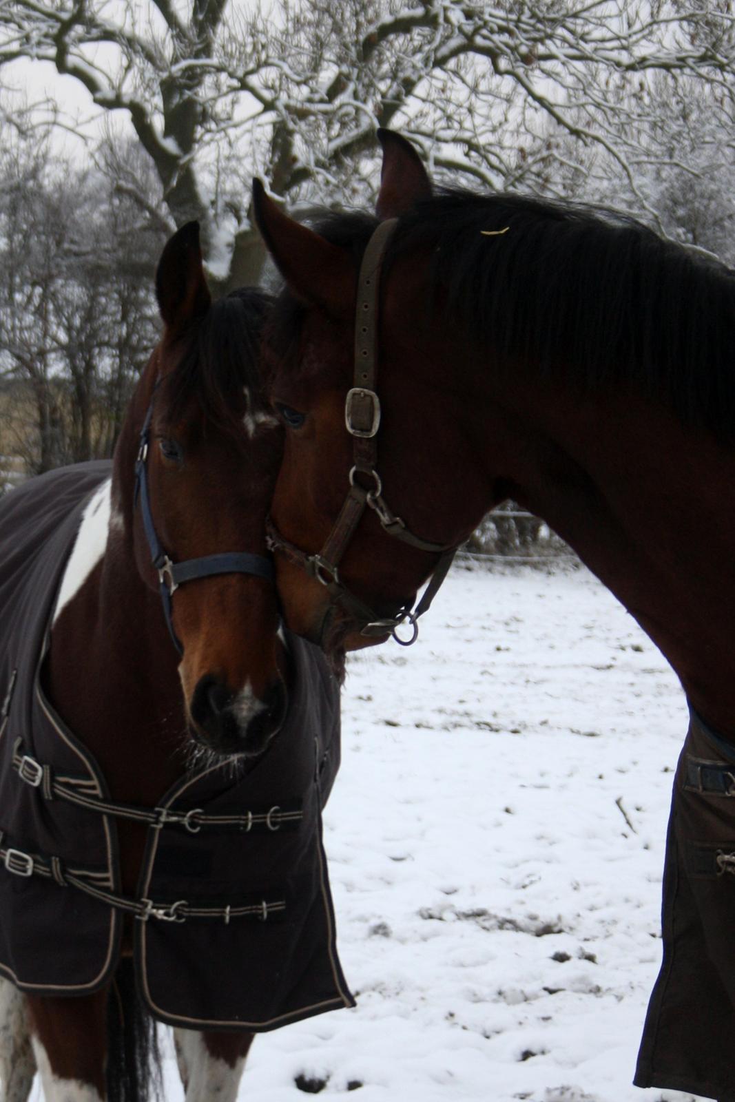 Anden særlig race Hoelgaards Yacardi Tess - D. 03-12-12 Myse mys ;p billede 18