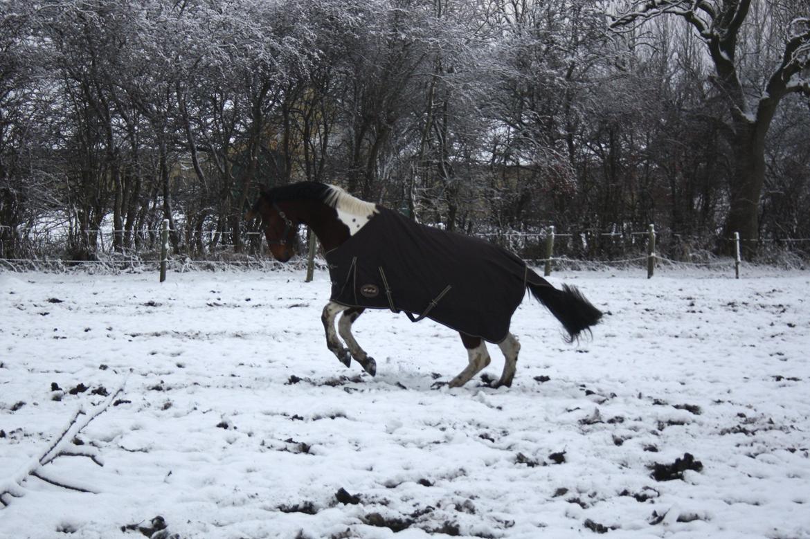 Anden særlig race Hoelgaards Yacardi Tess - D. 03-12-12 En meget glad hest på fold :D billede 3