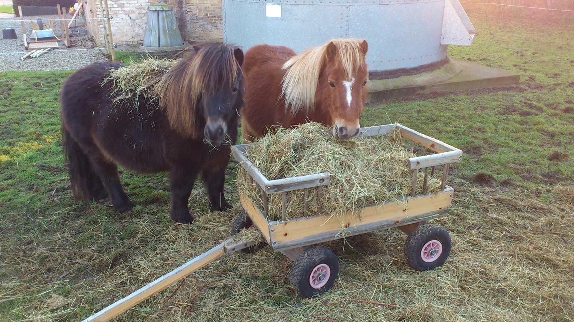 Shetlænder Lukas billede 16