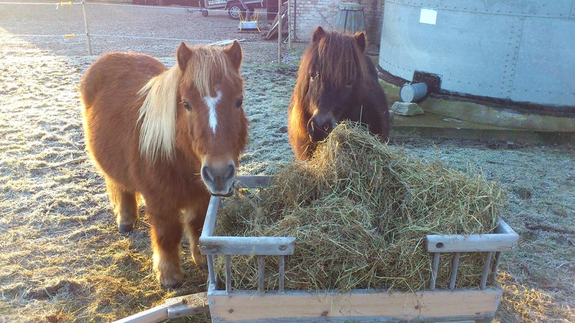 Shetlænder Alf billede 18
