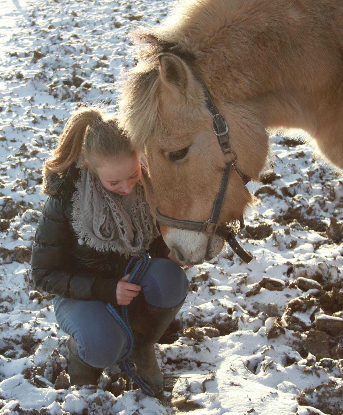 Fjordhest Rasmus :* - Årets første sne billeder <3 billede 7