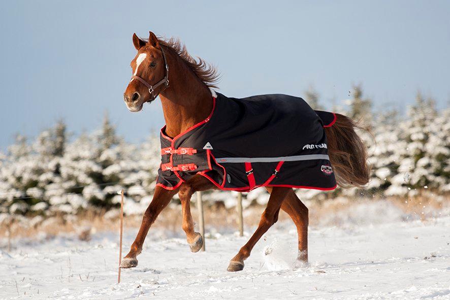 Palomino Chanel - Smukke prinsessen med hende nye dækken i årets første sne. Dec 2012 - Foto: mig billede 18