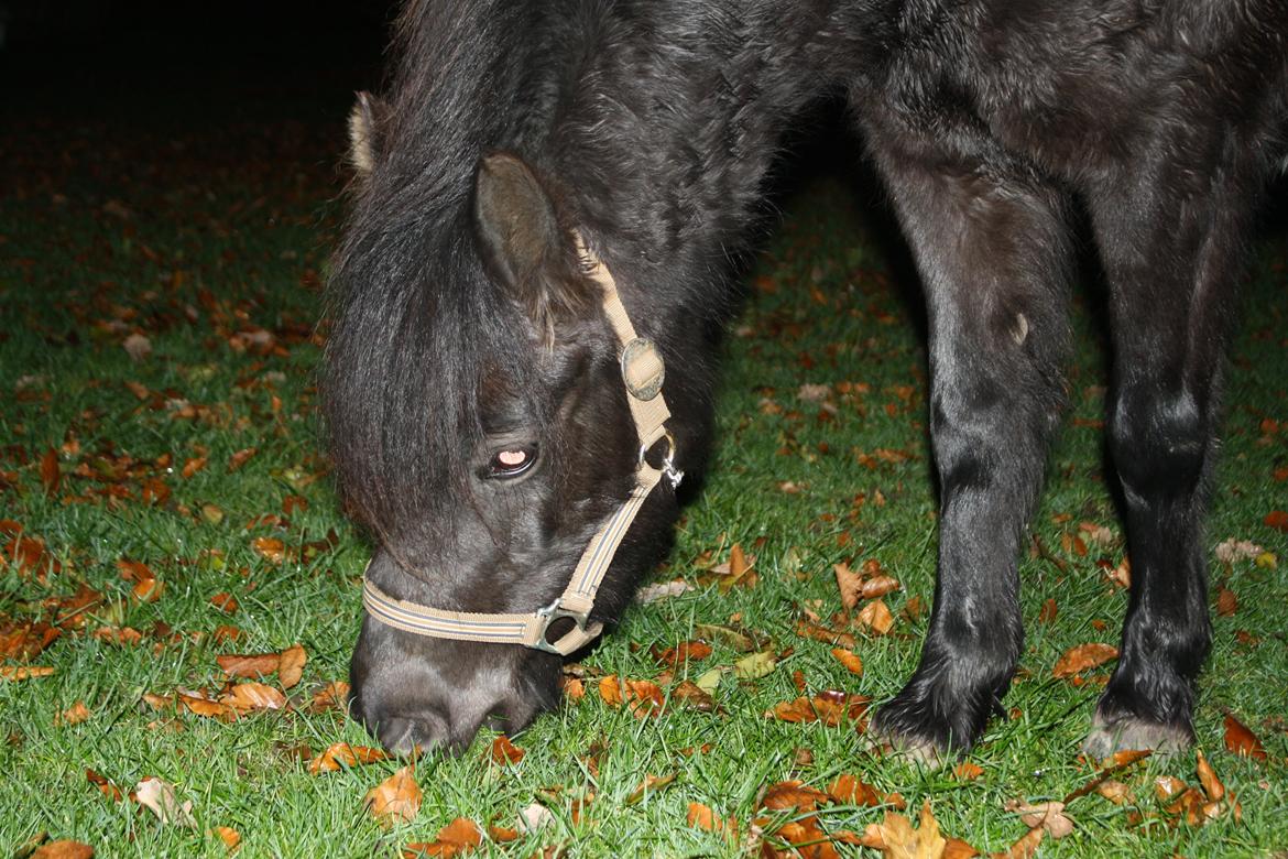 Anden særlig race Wesselhoff´s Nala <3 Solgt og savnet <3 - <3 <3 <3 (billed taget af mig) billede 3