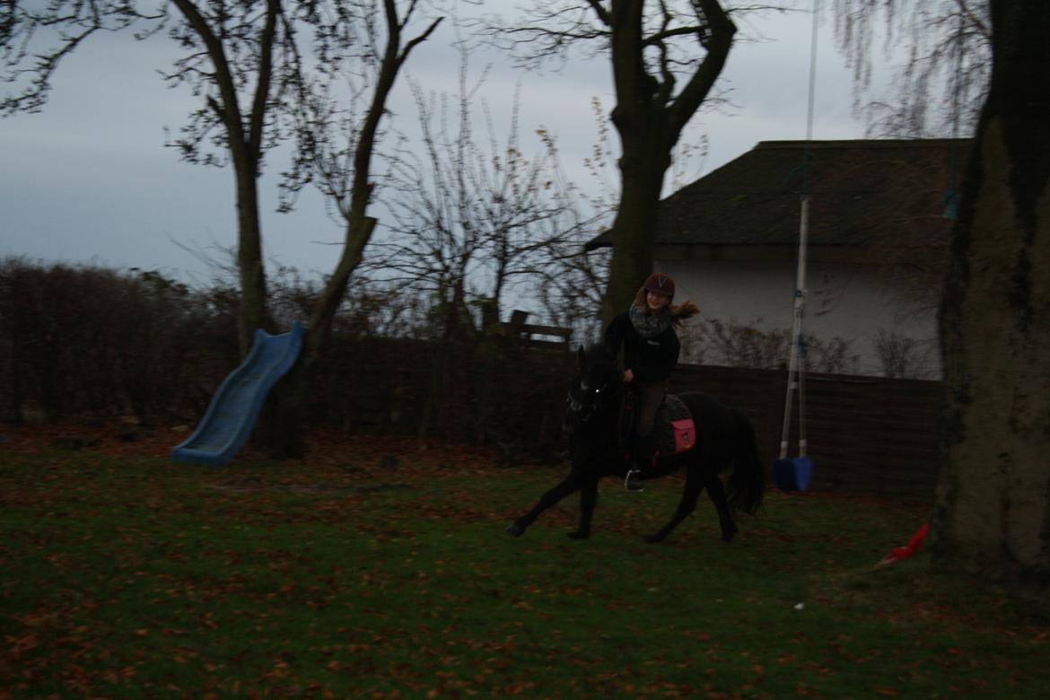 Anden særlig race Wesselhoff´s Nala <3 Solgt og savnet <3 - det gik super hurtig <3
(billed taget af mor) billede 4