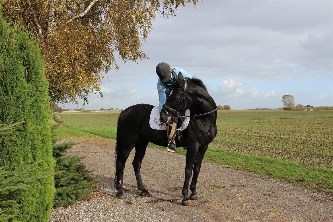 Standardbred Casino billede 18