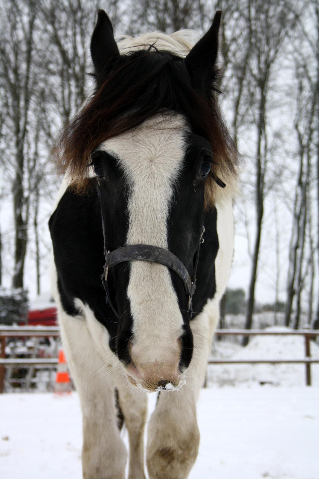 Tobiano Friesian - Amigo | Skovbjerggårds Frieser | - Vores første vinter sammen, 2012. billede 12