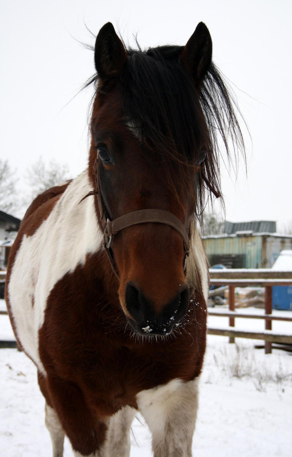 Welsh Cob (sec D) / Pinto - Skovbjerggårds Lukas (SOLGT) - Vores første vinter sammen, 2012. billede 14