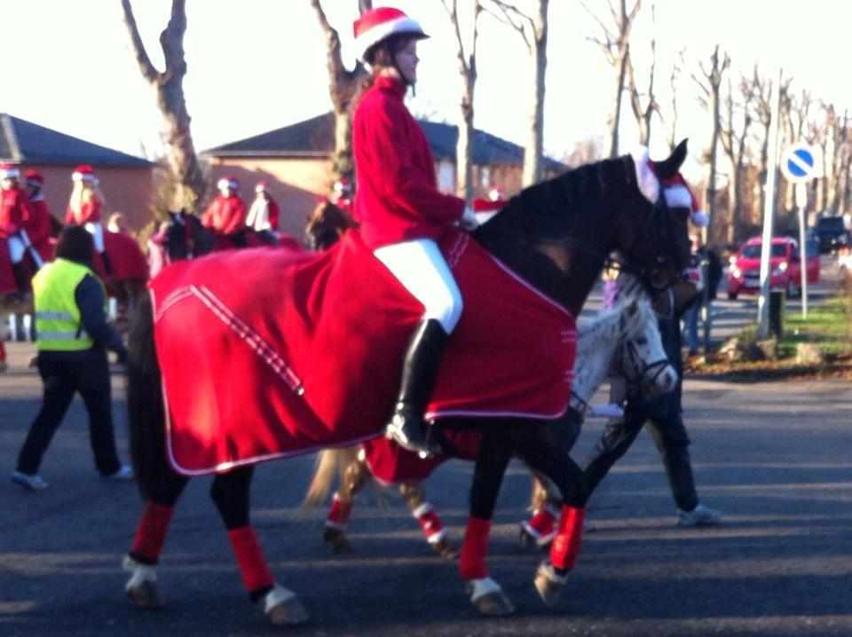 Hollandsk Varmblod Beauty Rose - Juleoptog til Glumsø, 2012. Hun var så dygtig! :) billede 9