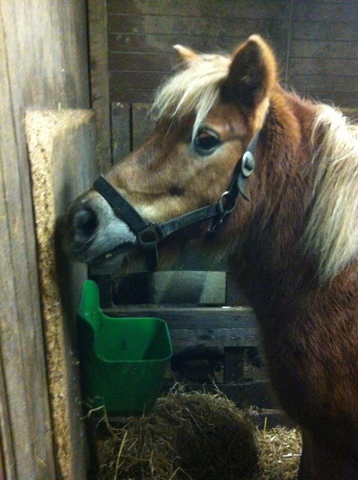 Anden særlig race Maj billede 1