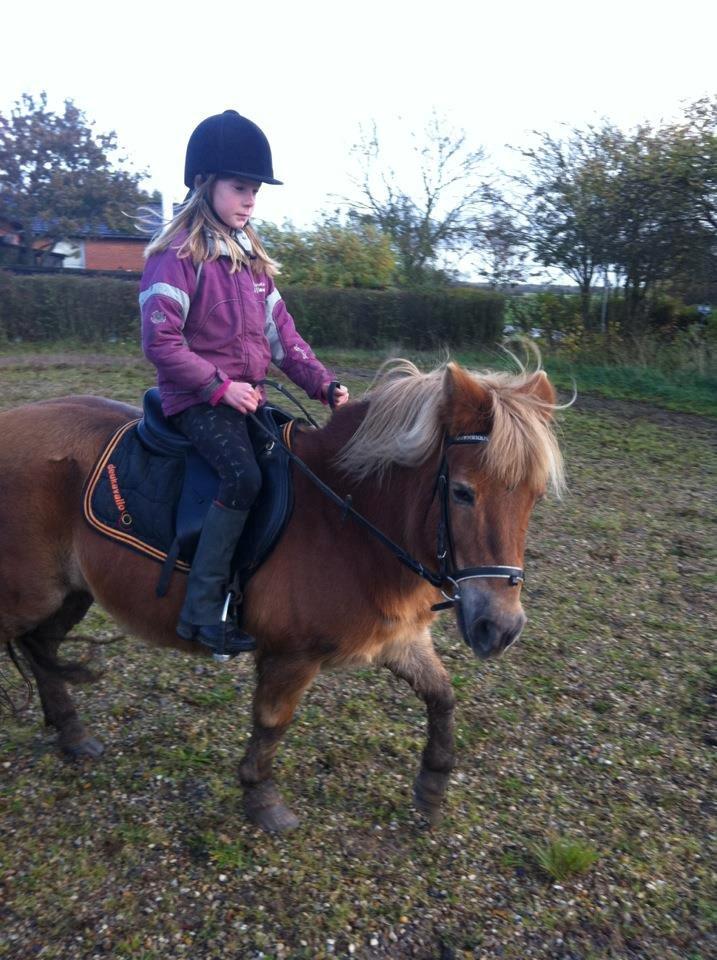 Anden særlig race Maj billede 2