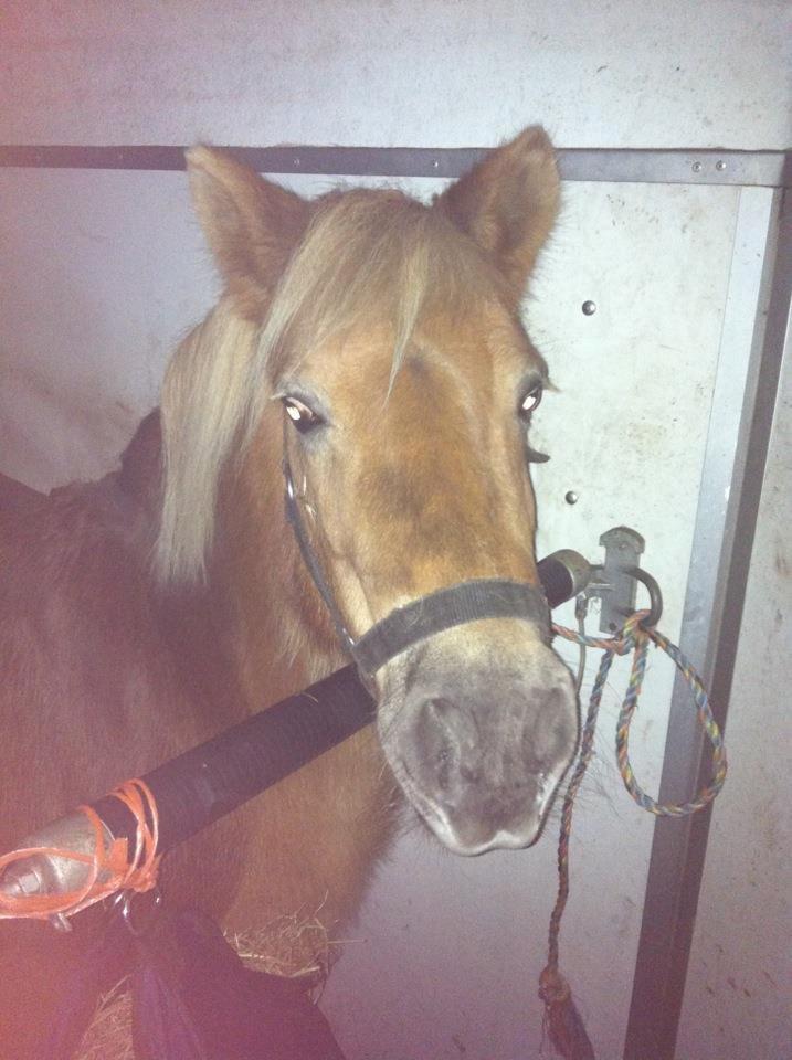 Anden særlig race Maj billede 3