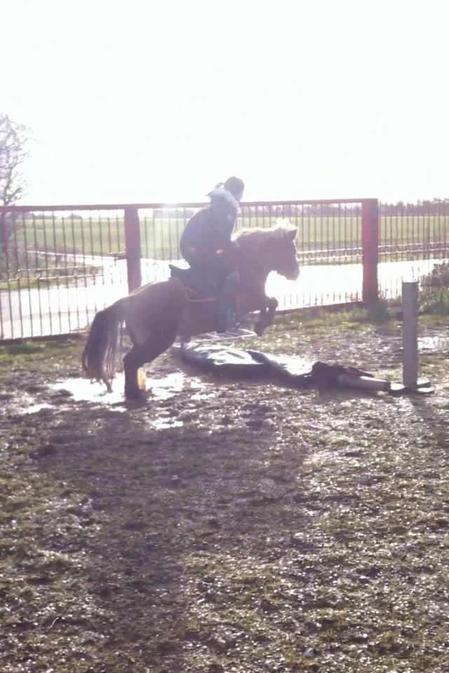 Anden særlig race Maj billede 4