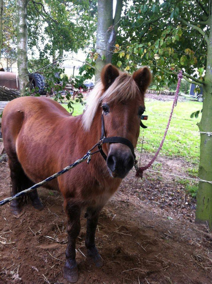 Anden særlig race Maj billede 5