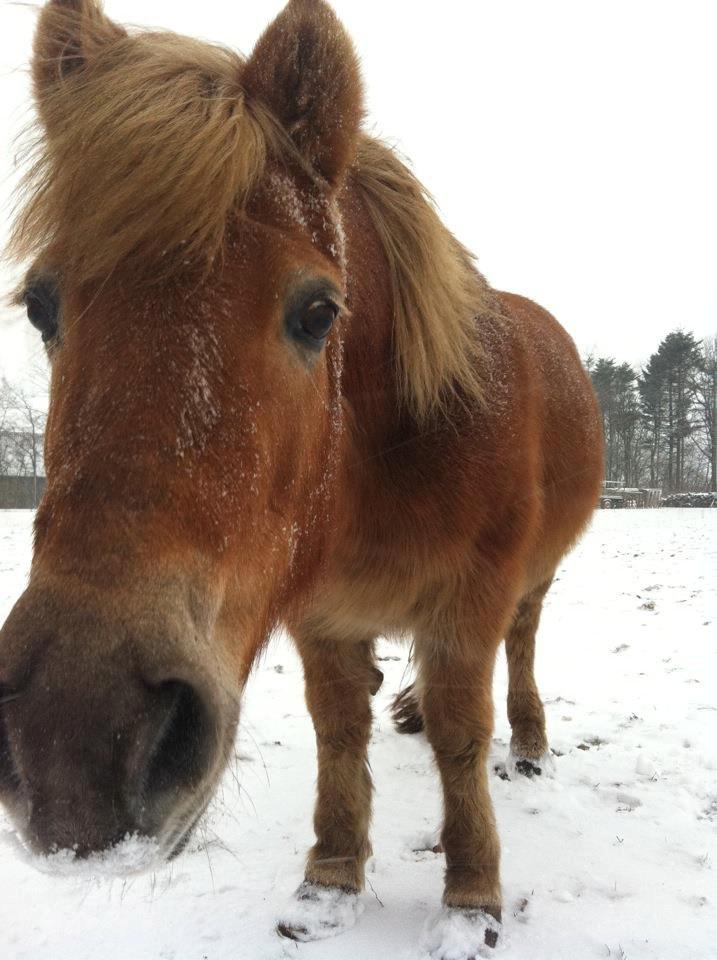 Anden særlig race Maj billede 6