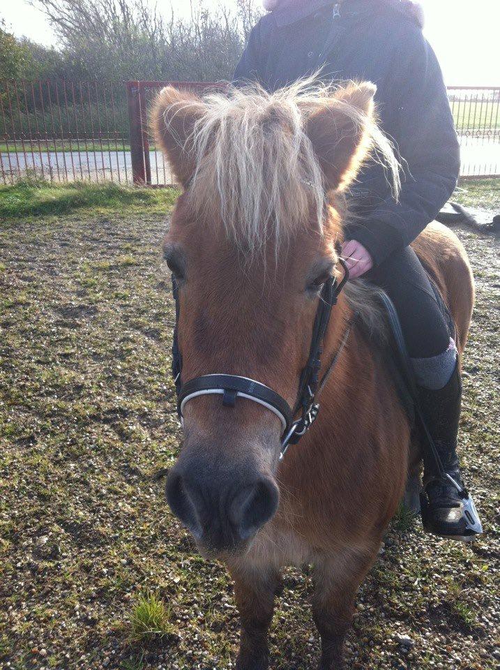 Anden særlig race Maj billede 7