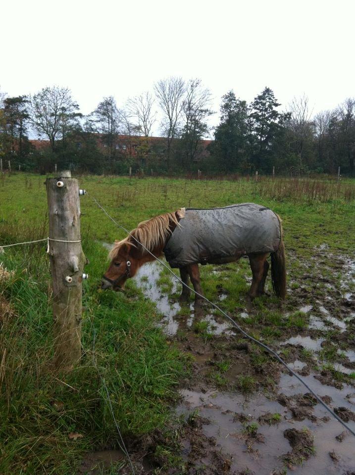 Anden særlig race Maj billede 8