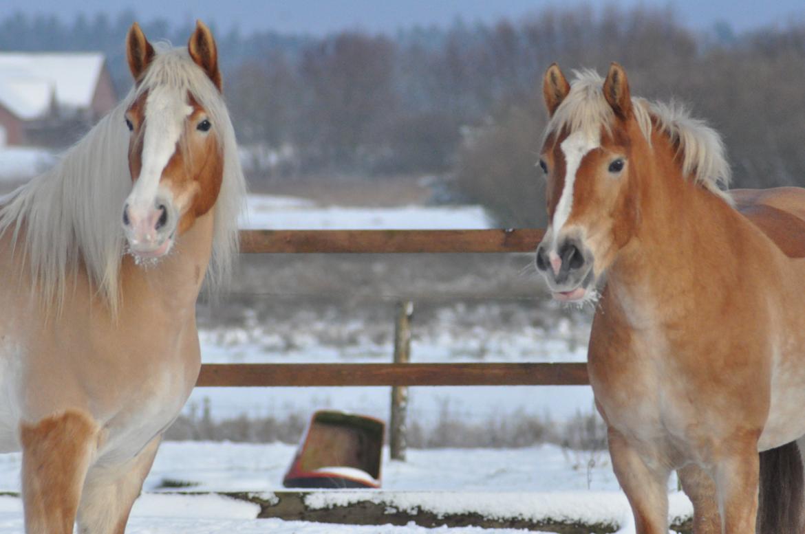 Haflinger LuLu Lakisha billede 15