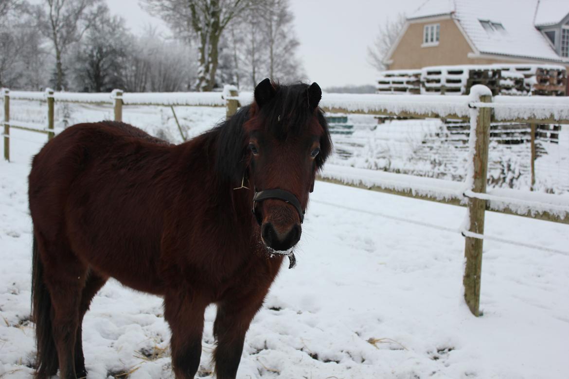 Welsh Mountain (sec A) Coco - Smukke smukke Coco i den første sne. - Vinter 2012. billede 7