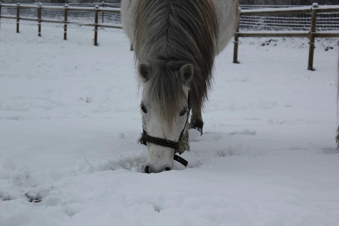 Welsh Mountain (sec A) Tequila - Er der mon græs under alt det sne ? - Vinter 2012 billede 14