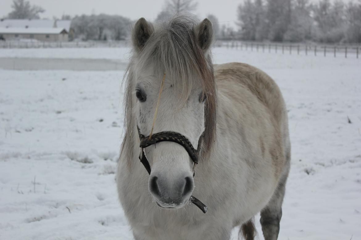 Welsh Mountain (sec A) Tequila - Pels bamse! - Vinter 2012 billede 17