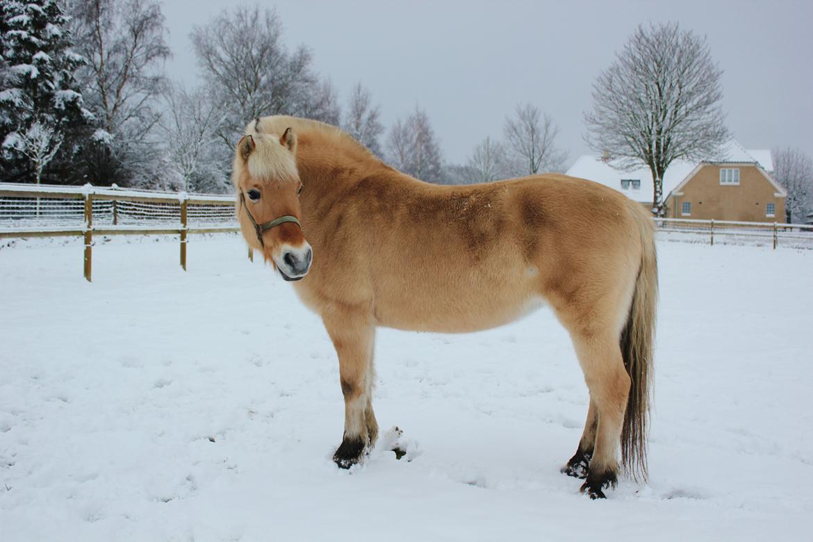Fjordhest Freja |Den bedste <3| - Smukkere bliver det ikke! - Vinter 2012 billede 14