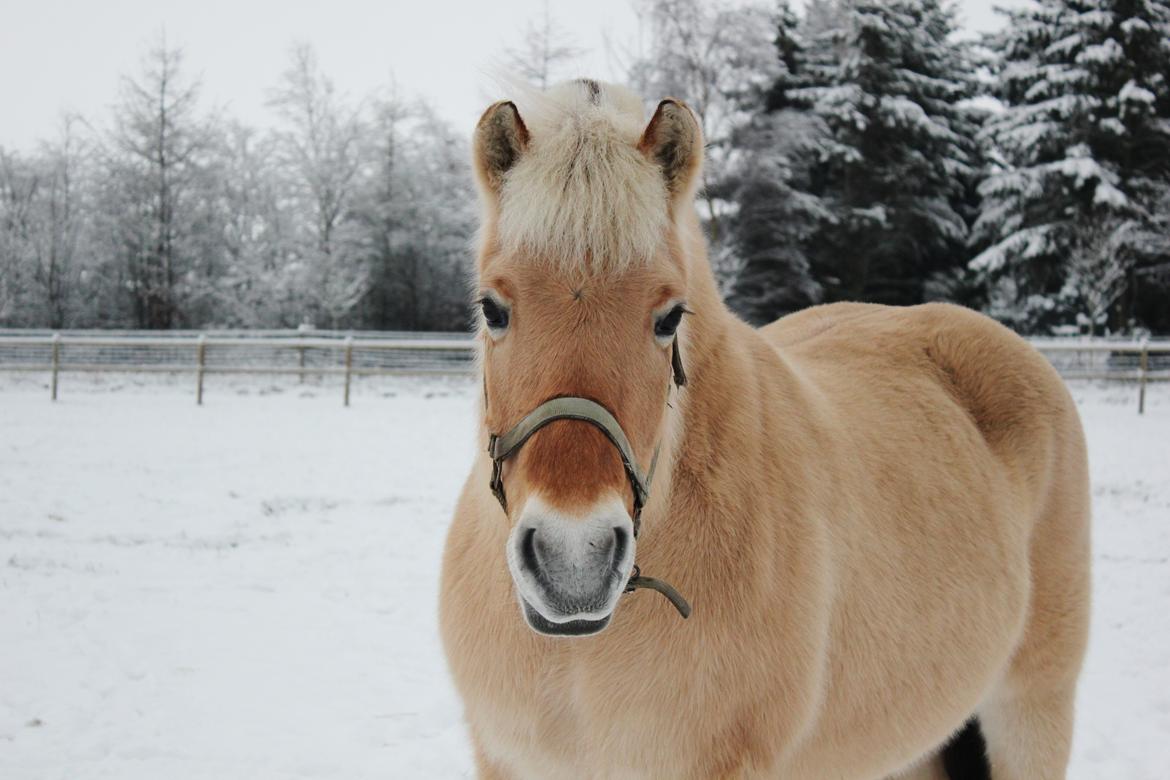 Fjordhest Freja |Den bedste <3| - Så smuk i den første ny faldende sne! - Vinter 2012 billede 7