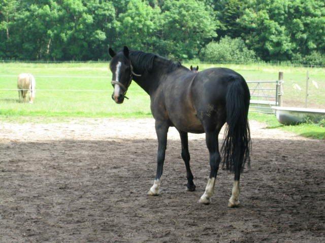 DSP Lady Chanell | R.I.P August 2011 | - Den tromletykke hest var på evig slankekur ;) billede 4