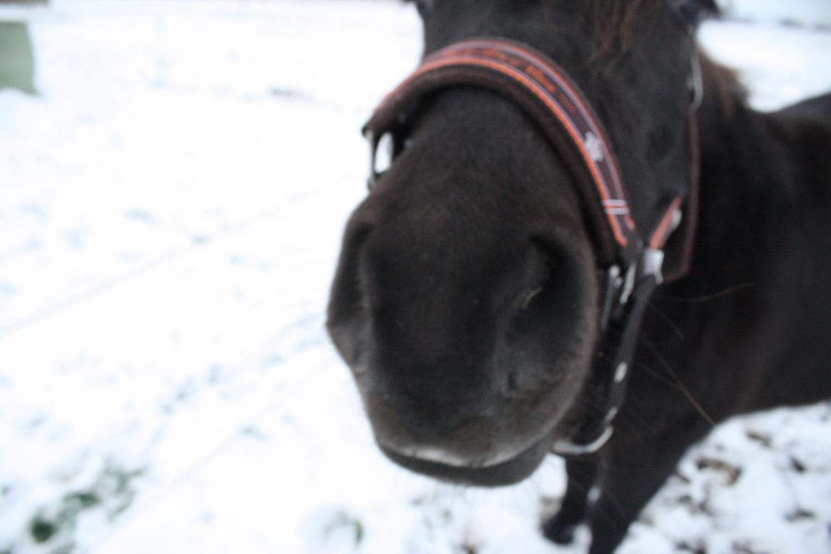 Anden særlig race Wesselhoff´s Nala <3 Solgt og savnet <3 - d.3/12-2012 (billed taget af mig) billede 6