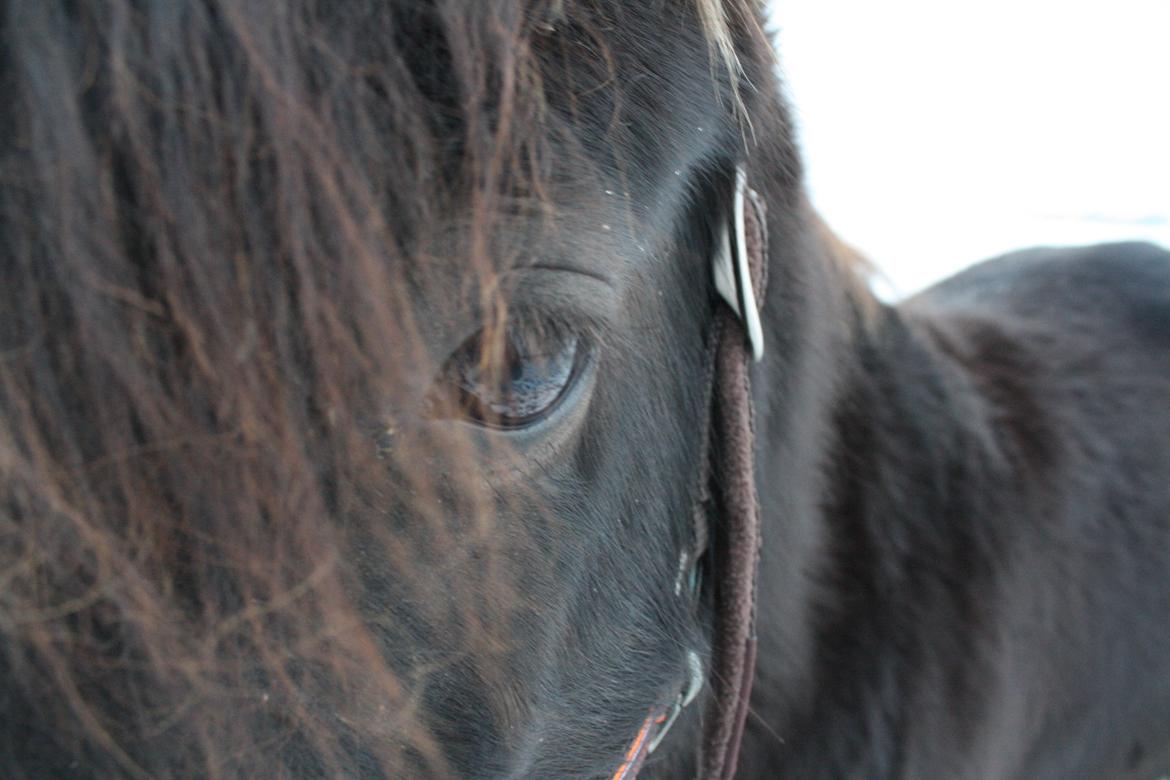 Anden særlig race Wesselhoff´s Nala <3 Solgt og savnet <3 - Nalas smukke øjne <3 
d.3/12-2012 (billed taget af mig) billede 7