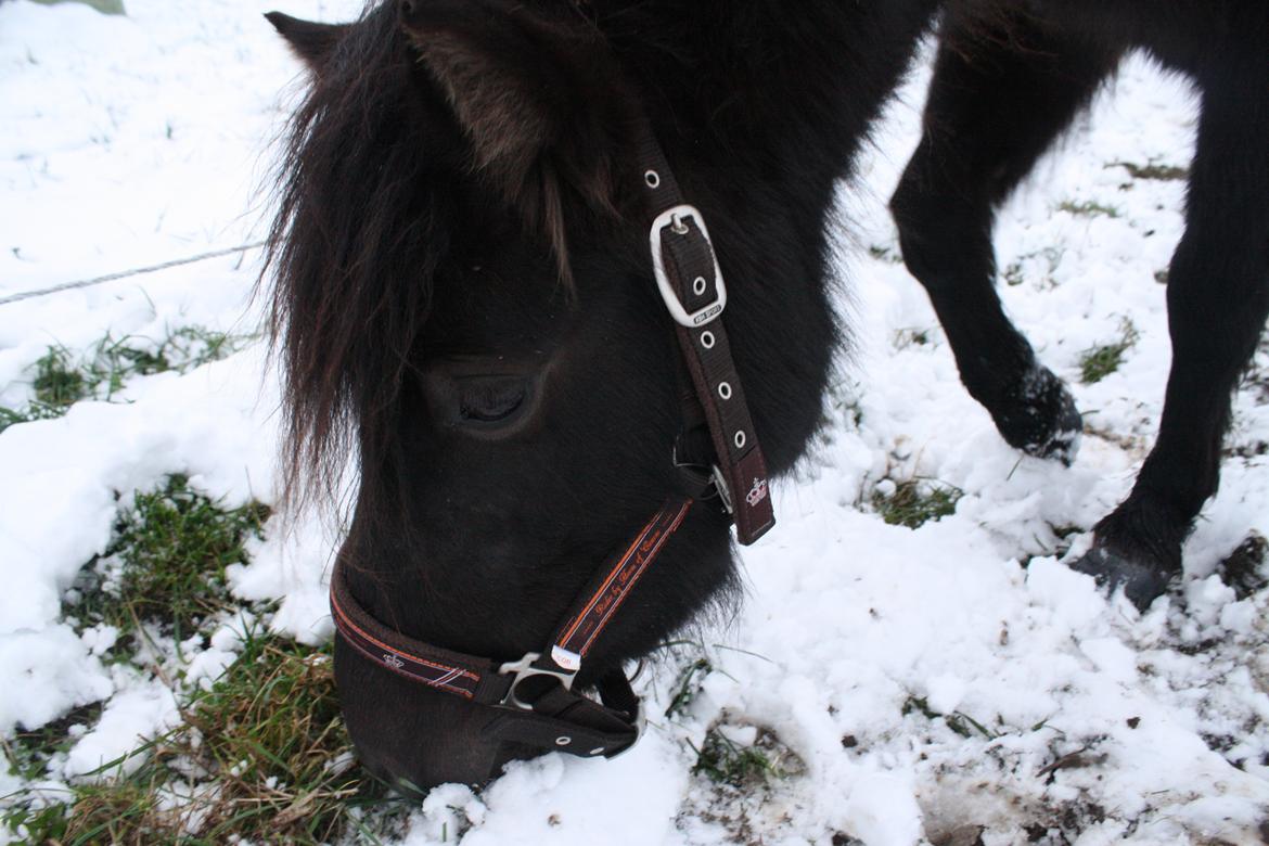 Anden særlig race Wesselhoff´s Nala <3 Solgt og savnet <3 - GRÆS!!!!!!!!!!!! d.3/12-2012 (billed taget af mig) billede 8