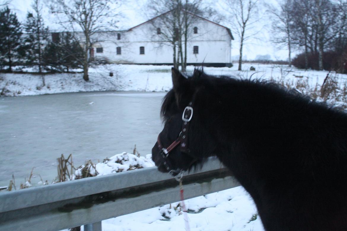 Anden særlig race Wesselhoff´s Nala <3 Solgt og savnet <3 - den er flot <3 (billed taget af mig) billede 10