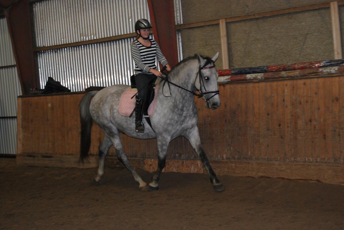 Lipizzaner Silver  billede 1