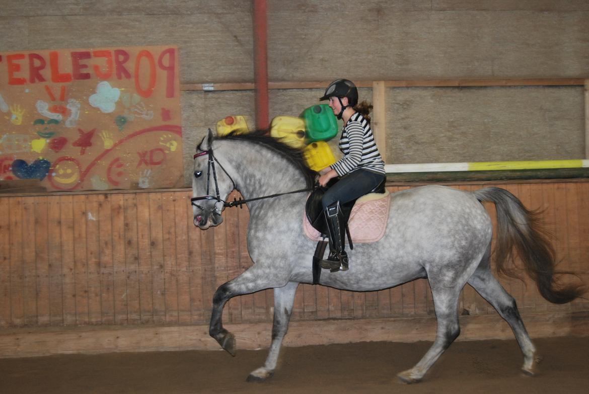 Lipizzaner Silver  billede 11