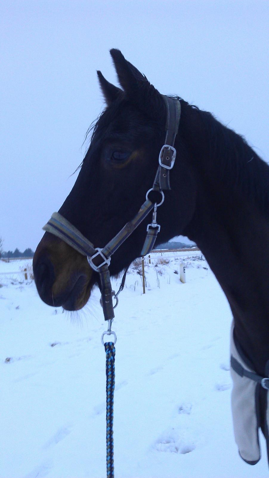 Dansk Varmblod Liva - Smukke Liva i sneen d. 3-12-2012 :) billede 3
