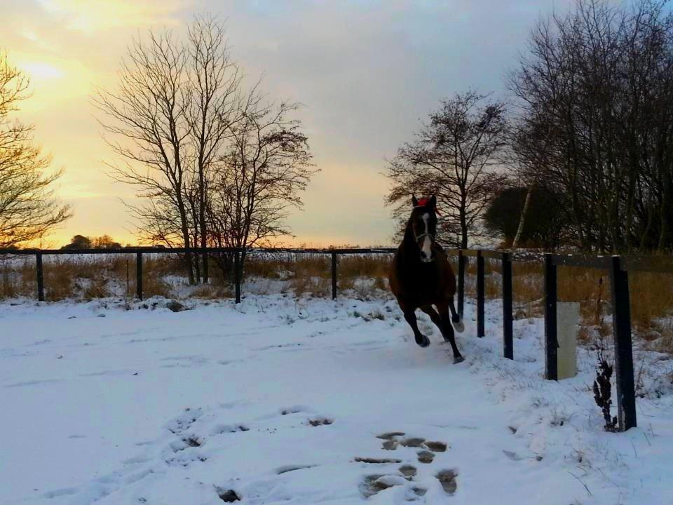 Traver Ferrari Hoff - han elsker sne:D billede 13