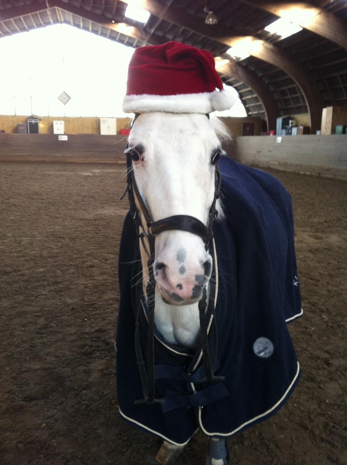 Anden særlig race Tarzan PART (elevpony) - Velkommen til Tarzans profil, lig gerne en bedømelse og en kommentar<3 billede 1