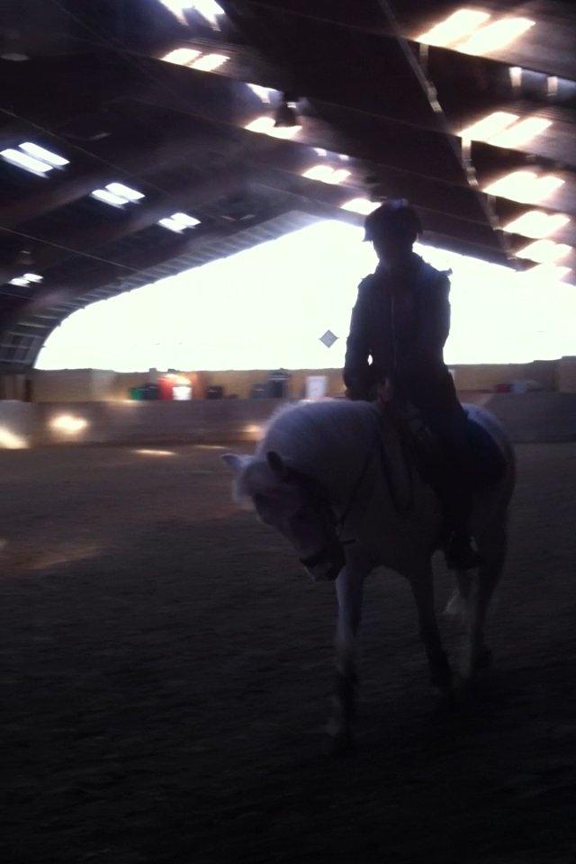 Anden særlig race Tarzan PART (elevpony) - Lidt dårligt billed, men han går fint til biddet.<3 billede 3