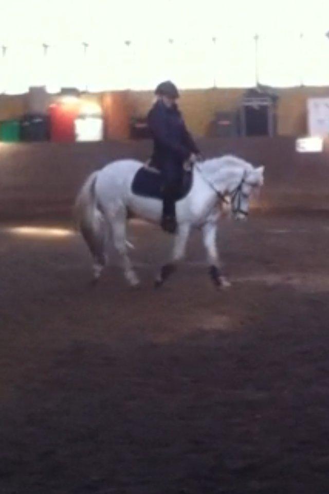 Anden særlig race Tarzan PART (elevpony) - Jeg elsker dig pony<3 billede 4