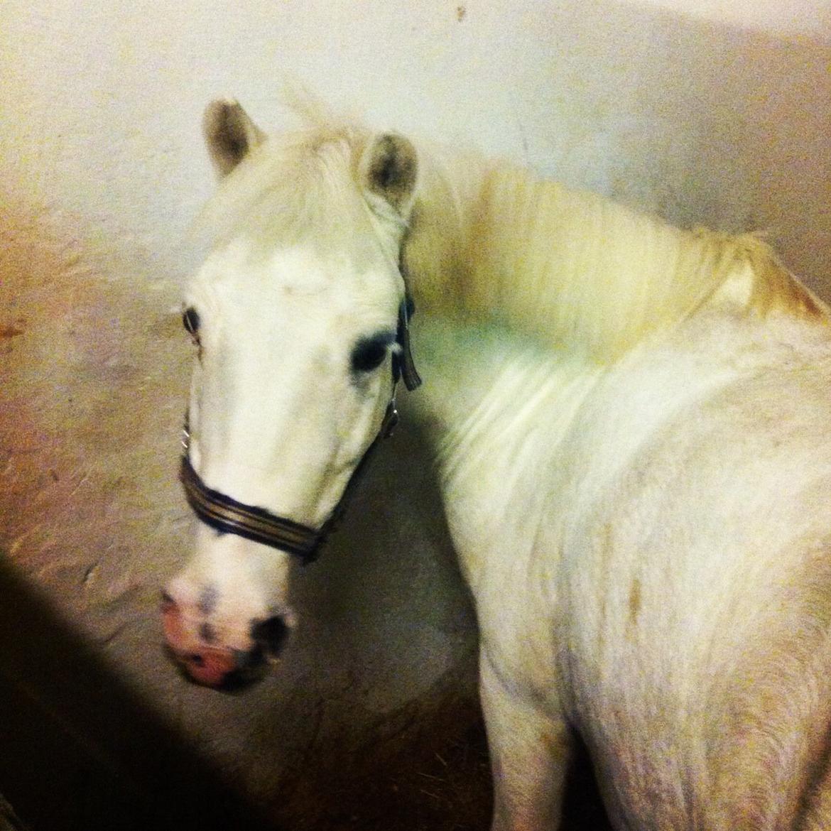 Anden særlig race Tarzan PART (elevpony) - Godmorgen billede 5