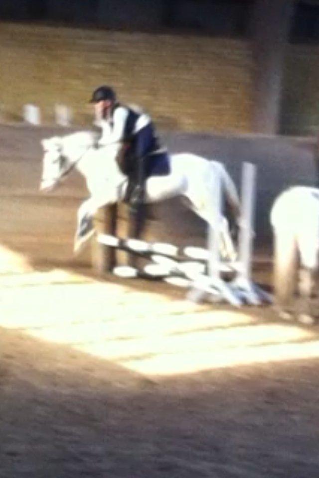 Anden særlig race Tarzan PART (elevpony) - Jeg kan også springe. billede 6