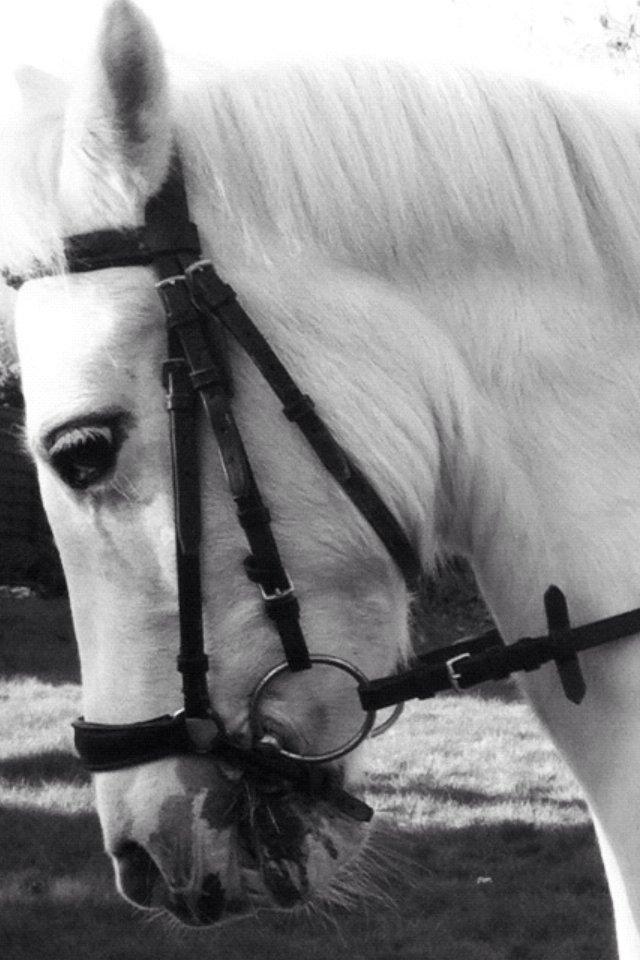 Anden særlig race Tarzan PART (elevpony) - Han er bare dejlig billede 7