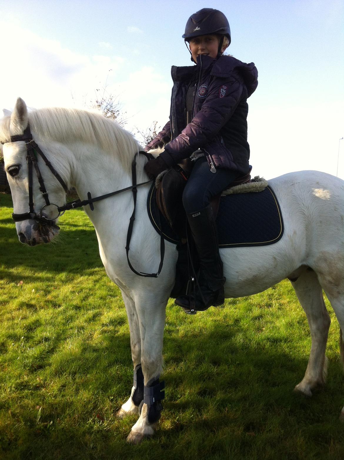 Anden særlig race Tarzan PART (elevpony) - Smukt billede<3 billede 8